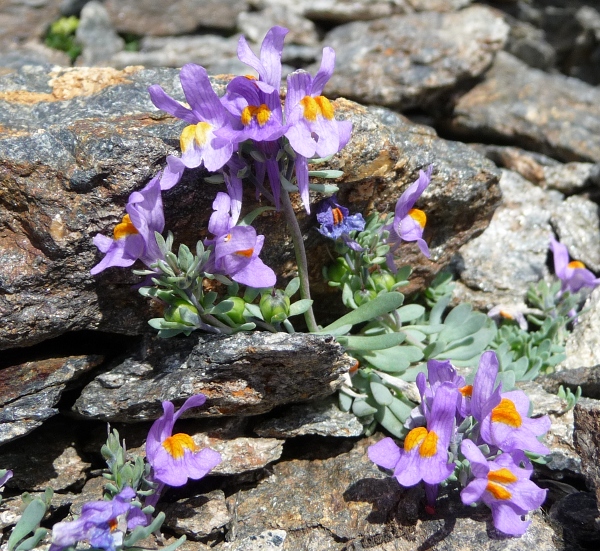 Linaria alpina